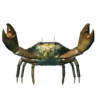 Snapping Crab