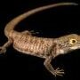 vert lizard