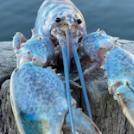 WanderingLobster
