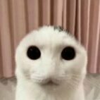 SquirtySquid