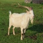Goatrr