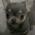 bleppie