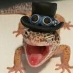 DamnLizard