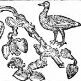 FreeGoose