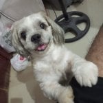 Cutepatatas