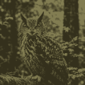 SirBird