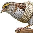 Lucky Sparrow