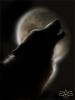 Darkwolf