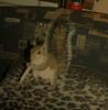 stonedsquirrel