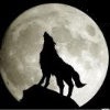 mistywolf
