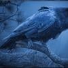 RavenStargazer