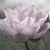 lotusblossom