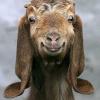 Goatlord