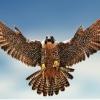 troubledfalcon
