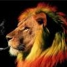 Rasta the Lion